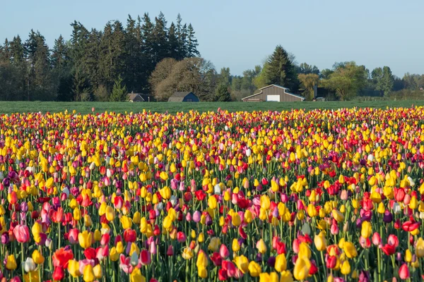 Tulip Farm in Sunshine — Stock Photo, Image