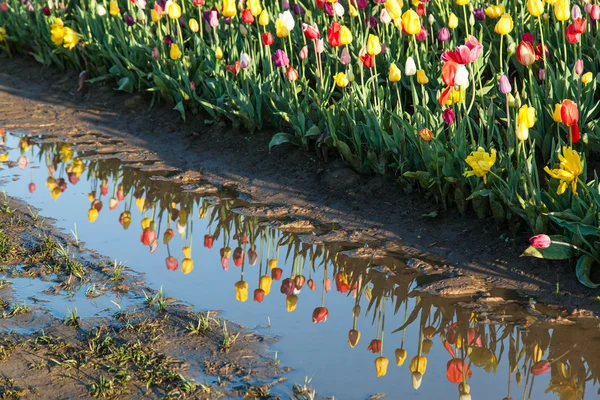 Tulip Reflections in Water — Stock Photo, Image