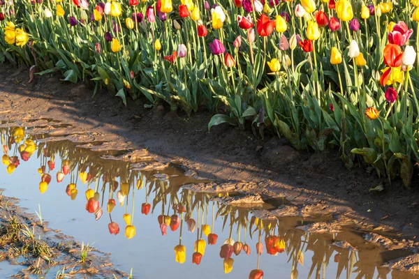 Tulip Reflections in Rain Water — Stock Photo, Image