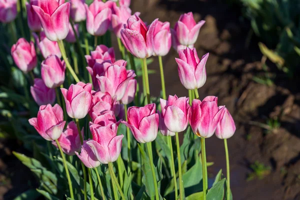 Tulipan różowy roślin — Zdjęcie stockowe