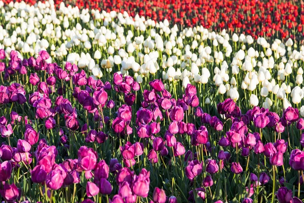 Tulip Flowers in Rows — Stock Photo, Image