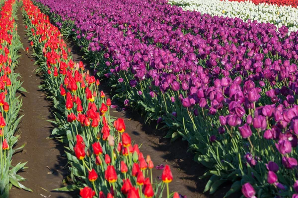 Rows of Tulips — Stock Photo, Image