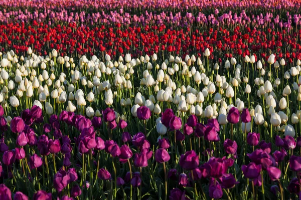 Rows of Tulips — Stock Photo, Image