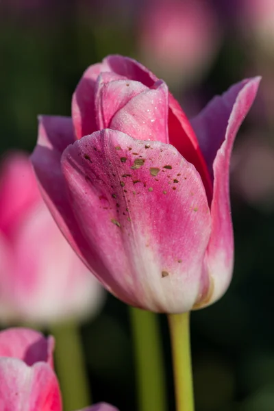 Muddy Tulipán pupeny — Stock fotografie