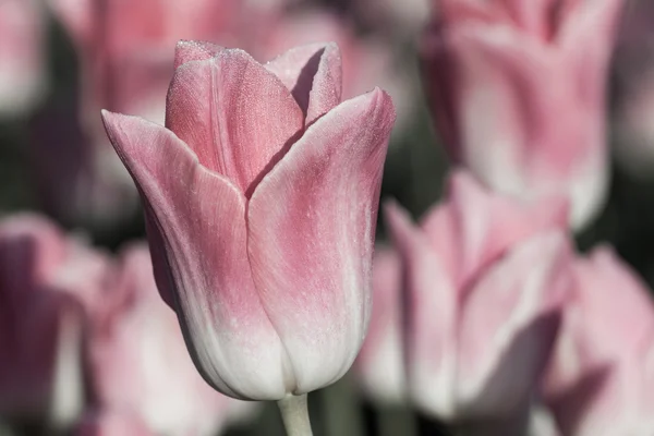 Gemme romantiche di tulipano — Foto Stock