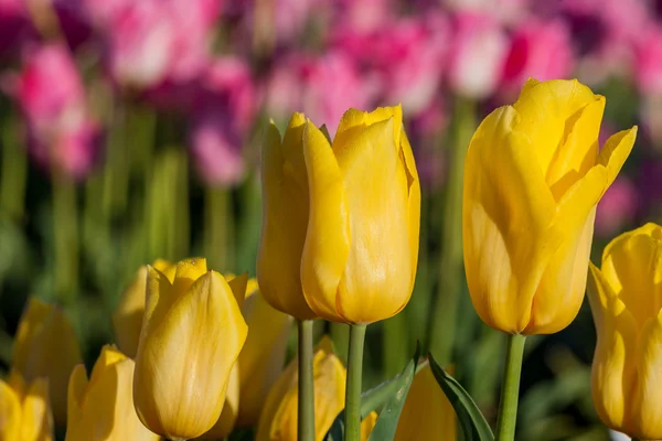 Gemme di tulipano giallo — Foto Stock