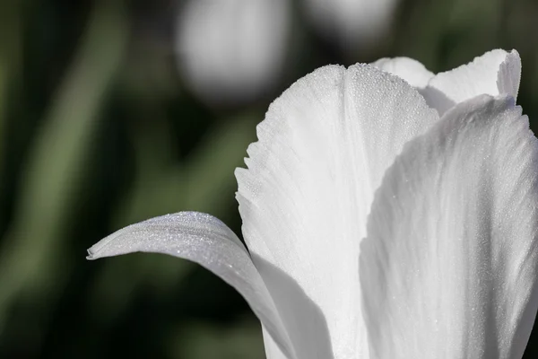 Vit tulip närbild — Stockfoto