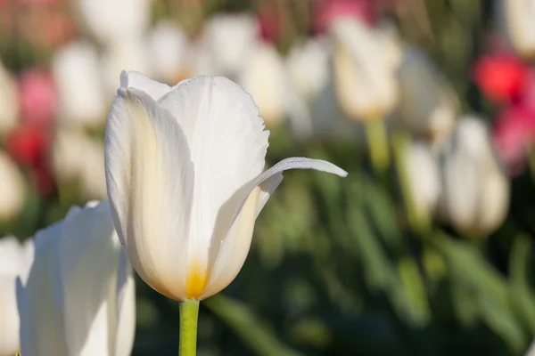 Tulipano bianco fioritura — Foto Stock