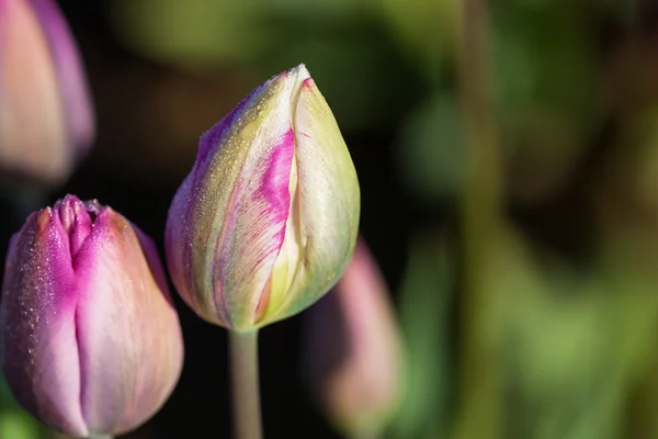 农场上的郁金香芽 — 图库照片