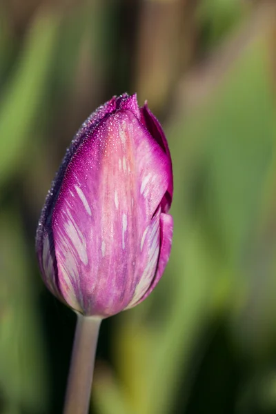 Tulip Bud med dagg — Stockfoto