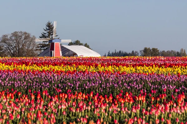 Paysage agricole de tulipes — Photo