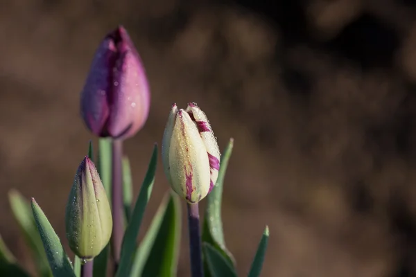 Gemme di tulipano con rugiada — Foto Stock