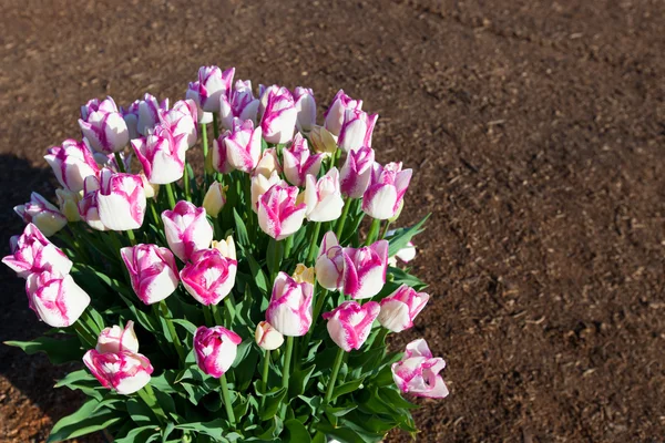 Mazzo di Tulipani in Primavera — Foto Stock