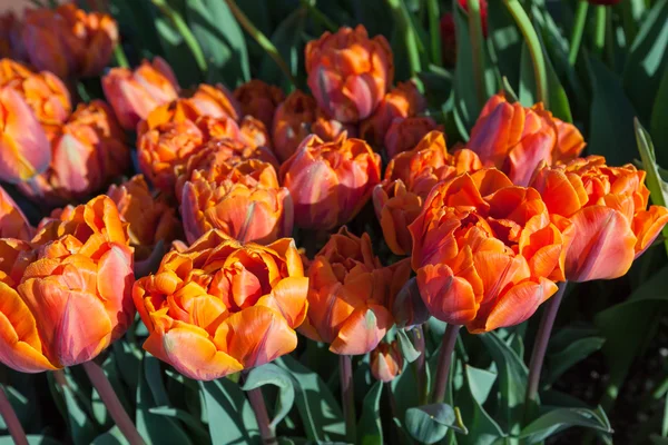 Apelsinblommor — Stockfoto