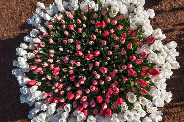 Tulip bloem cirkel — Stockfoto