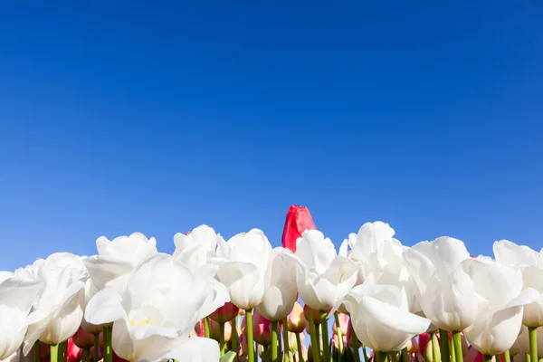 Tulipány s modrou oblohou — Stock fotografie