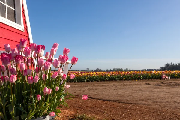 Tulip Farm Landscape — Stock Photo, Image
