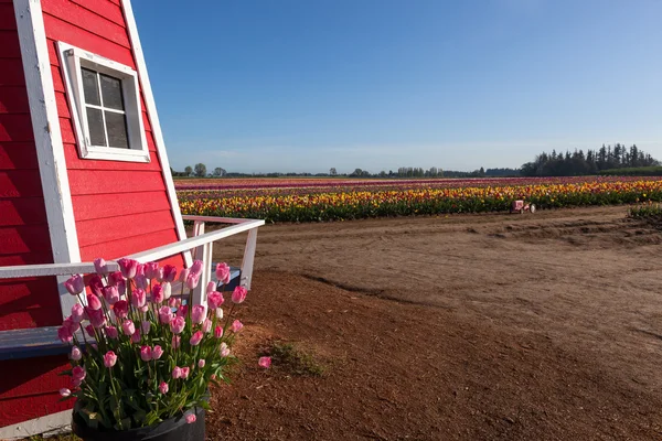 Tulipán farma krajina — Stock fotografie