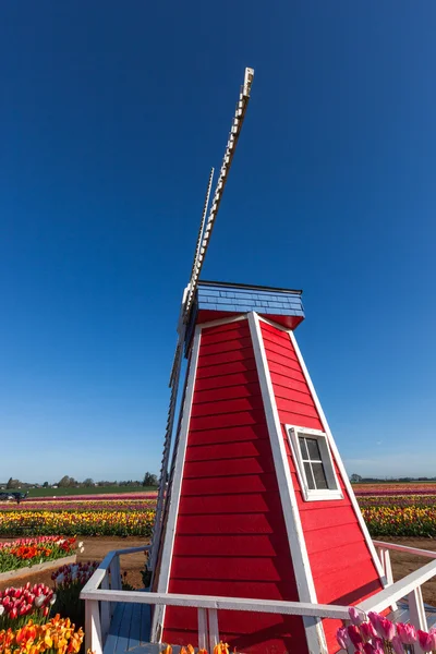 Windmill on Tulip Farm — Stock Photo, Image