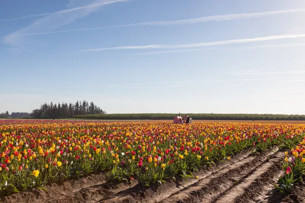 Tulipán farmu na jaře — Stock fotografie