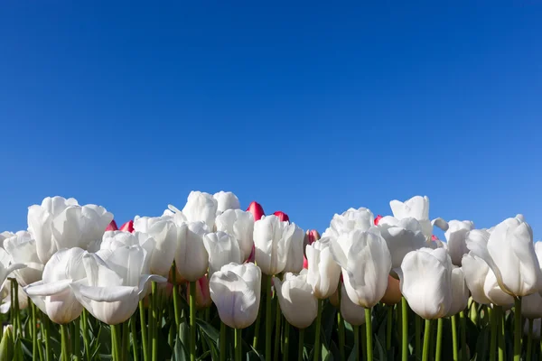 Tulpaner med blå himmel — Stockfoto