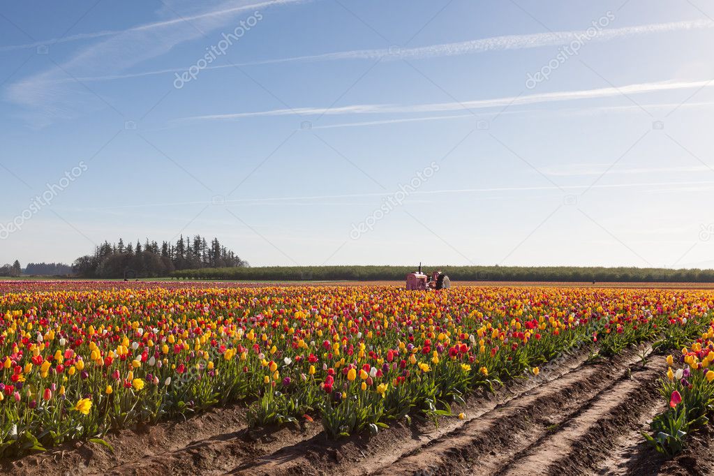 Tulip Farm in Spring