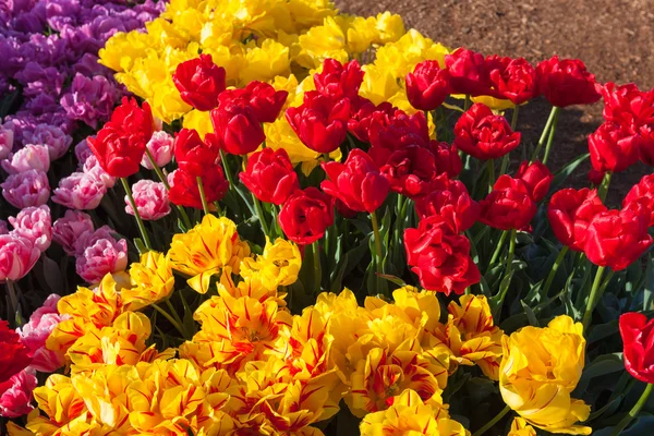 Bright Yellow and Red Tulips — Stock Photo, Image