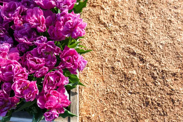 Yükseltilmiş bahçe Lale yataklar — Stok fotoğraf