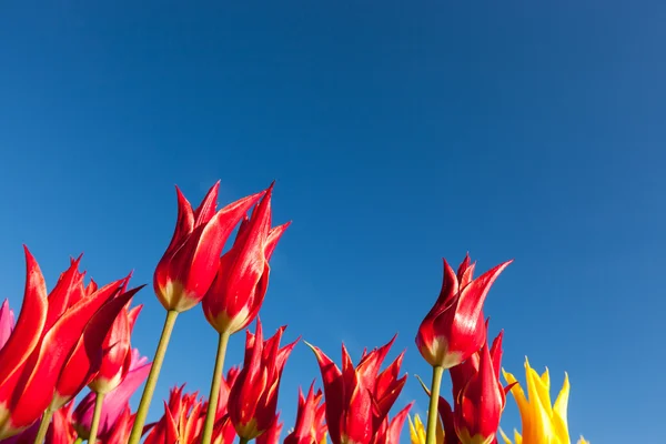 Spiky kronblad tulipaner - Stock-foto