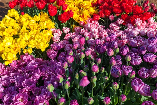 Colorful Tulip Display — Stock Photo, Image