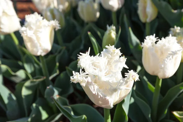 Letti tulipani da giardino sollevati — Foto Stock