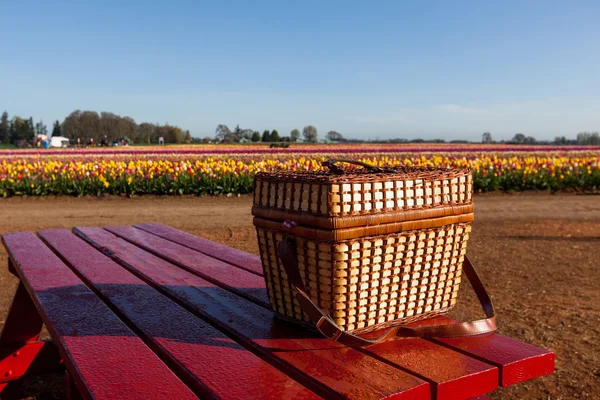 Picnic at the Tulip Farm — Stock Photo, Image