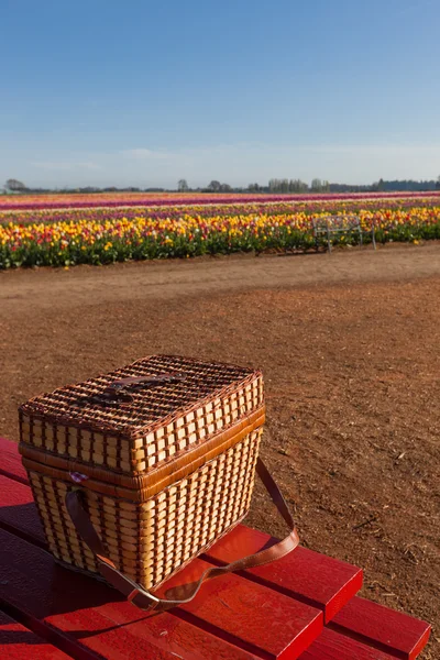 Piknik na farmě Tulipán — Stock fotografie