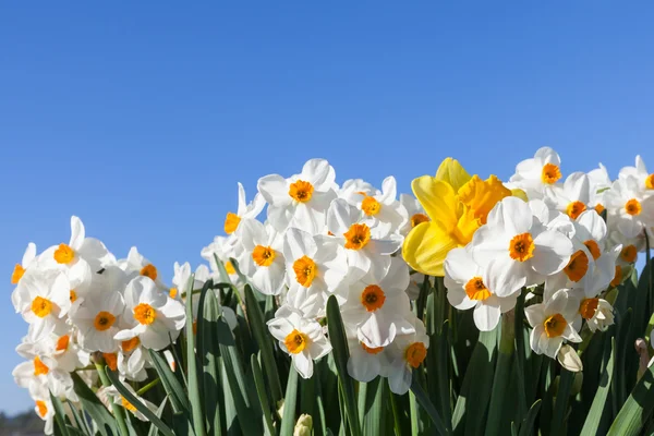 Daffodils com céu azul — Fotografia de Stock