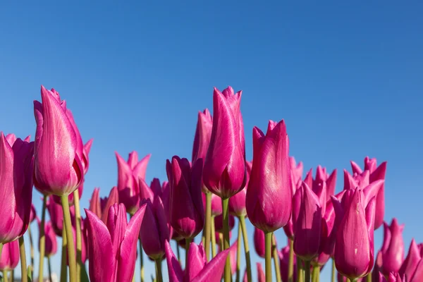 Tulipani rosa scuro — Foto Stock