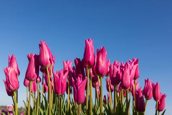 Mörk rosa tulpaner — Stockfoto