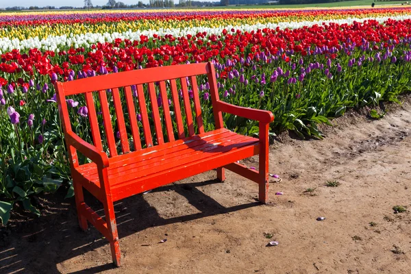 Bench by Tulips — Stock Photo, Image