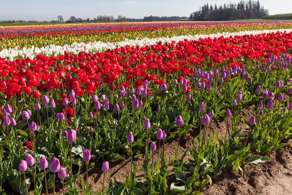 Large Tulip Farm — Stock Photo, Image