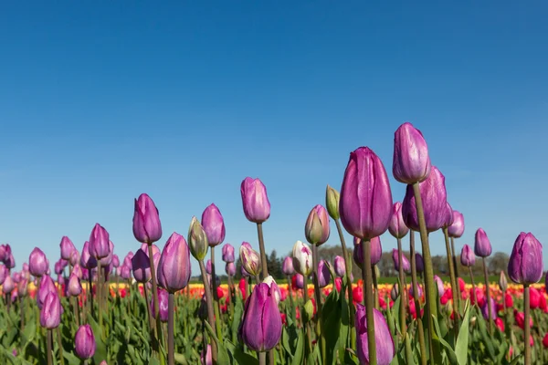 Purple Tulips with Blue Sky — Stock Photo, Image