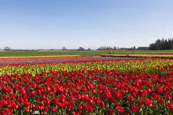 Tulip Farm Landscape — Stock Photo, Image