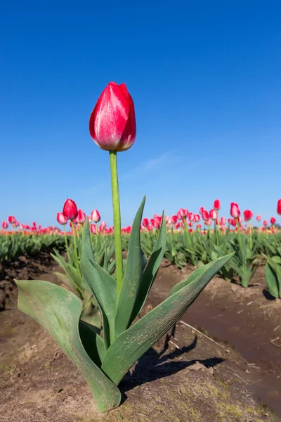 A Tulip Plant — Stock Photo, Image