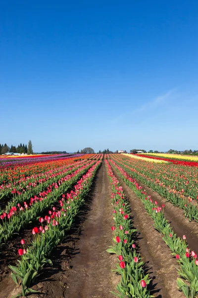 Tulip Farm Rows — Stock Photo, Image