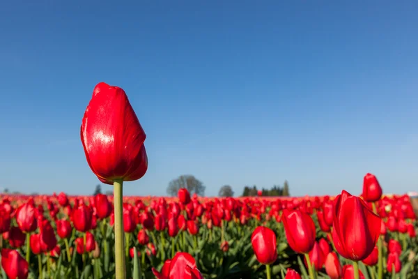 Rote Tulpen mit blauem Himmel — Stockfoto
