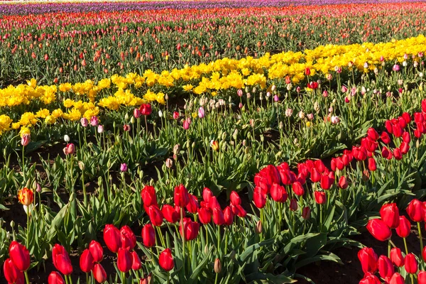 Tulip Farm Rows — Stock Photo, Image