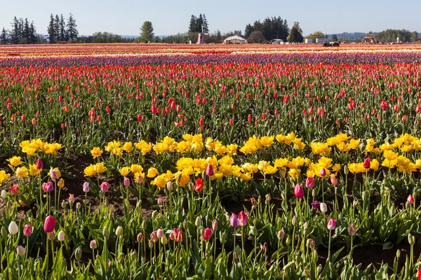 Tulip Farm Field — Stock Photo, Image