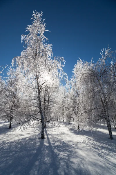 Alberi di cristallo congelati — Foto Stock