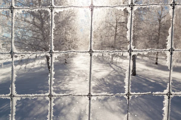 Frozen Wire Fence — Stock Photo, Image