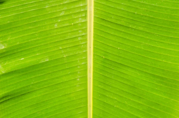 Foglia di banana verde — Foto Stock