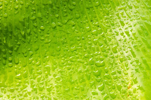 Vattendroppe på bananblad — Stockfoto