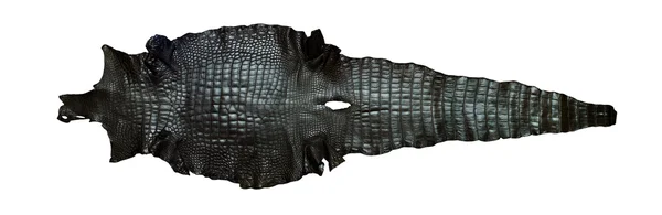 Vintage crocodile belly skin — Stock Photo, Image